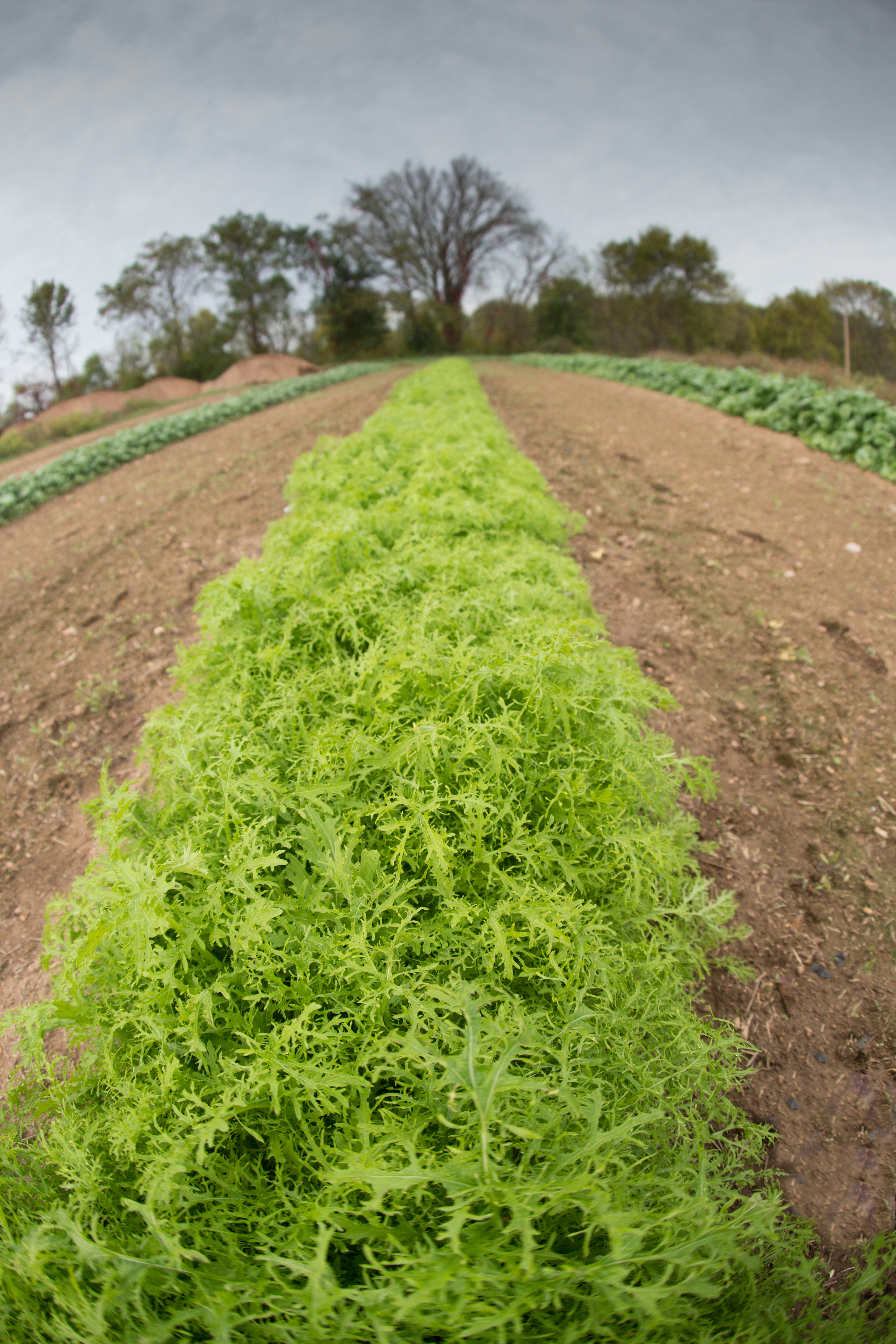 Boost Profits and Prolong Growing Season with Japanese Vegetables